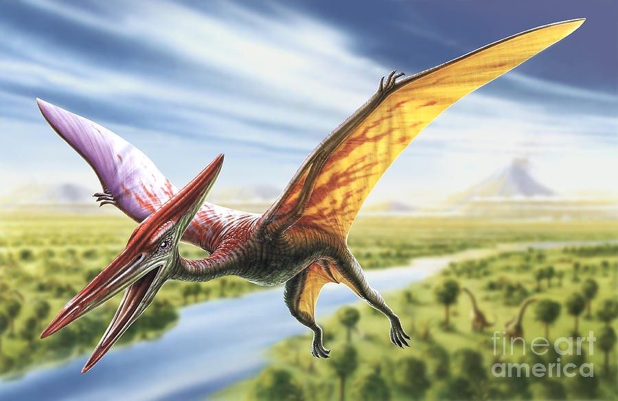 Pterodactyl Facts, Pictures & Information: Prehistoric Flying Reptile