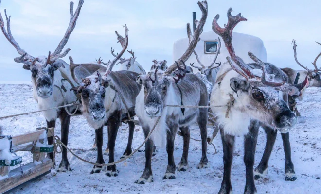 Reindeer Facts for Kids - The Edvocate