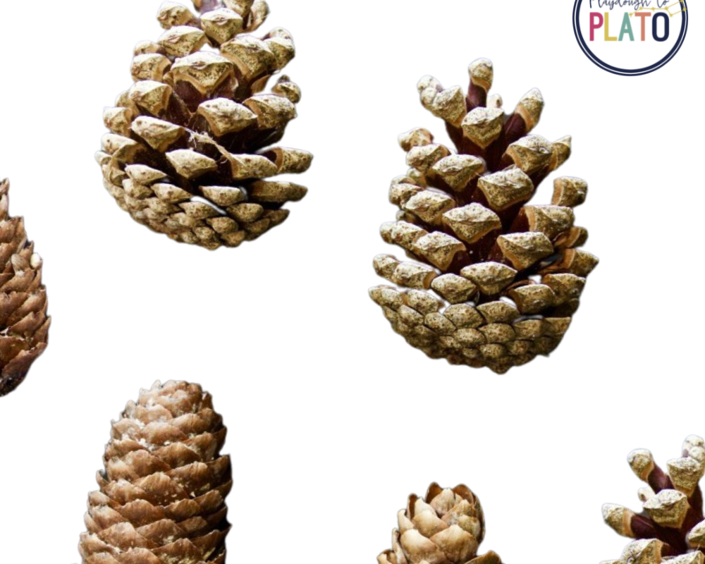 Pine Cone Science - Playdough To Plato
